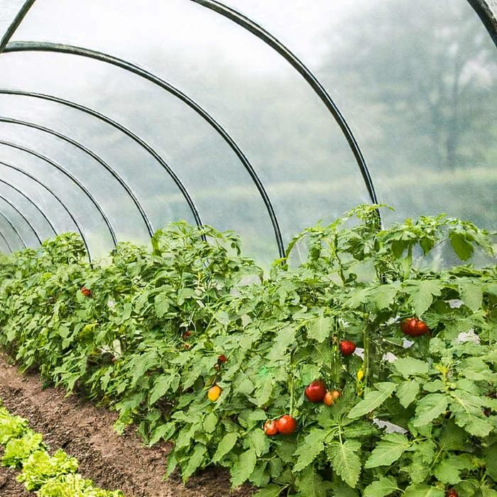 TECPLAST Bâche Serre 3x13 m 150SE - Film plastique transparent pour serre de jardin - Haute Qualité - Made in France(1)